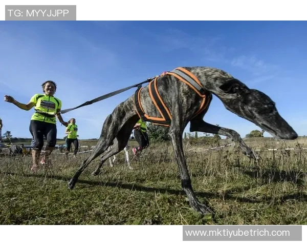 马克西携爱犬挑战敏捷赛道现场观众热情高涨达15000人